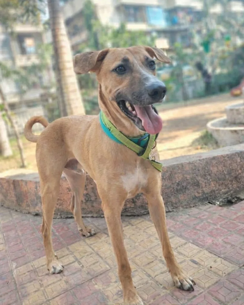 A young medium-sized male Golden German Shepherd Dog dog named Chester for adoption in Palos Heights, IL