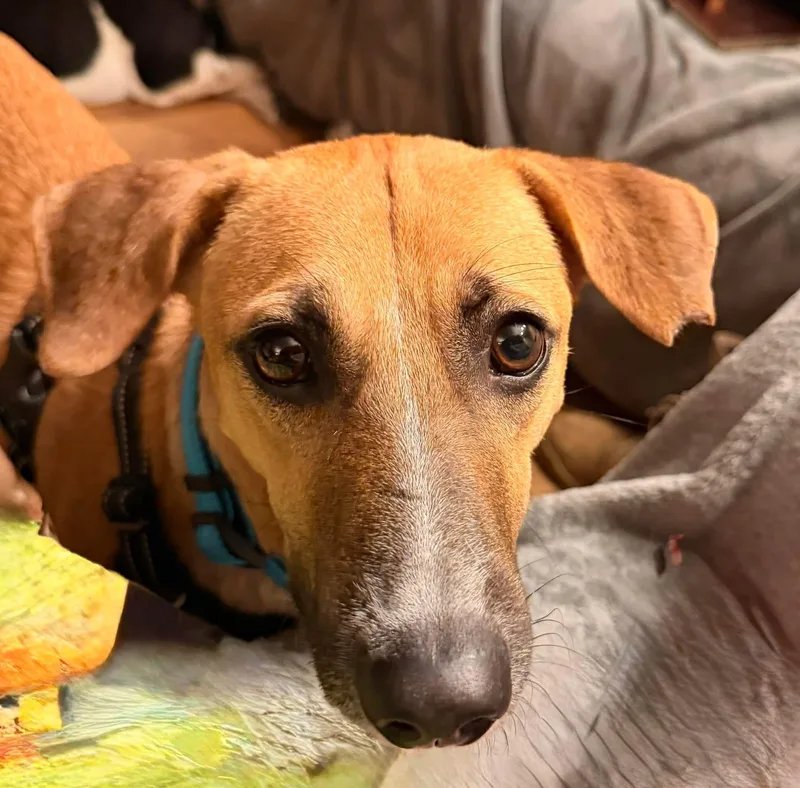 Chester thumbnail 3