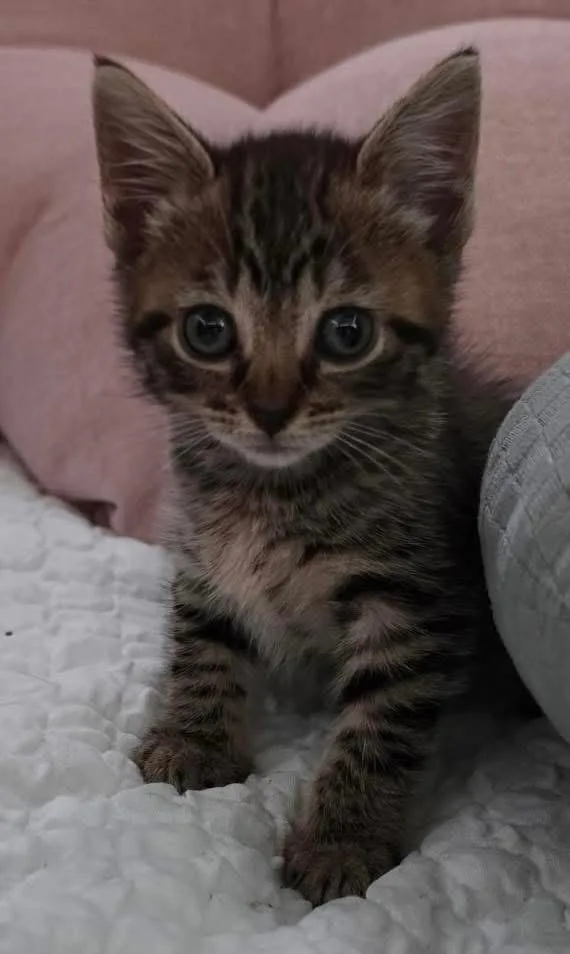 A baby small-sized female Tabby (Tiger Striped) Domestic Short Hair cat named June Bug for adoption in East Hartford , CT
