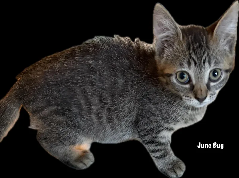 June Bug thumbnail 3