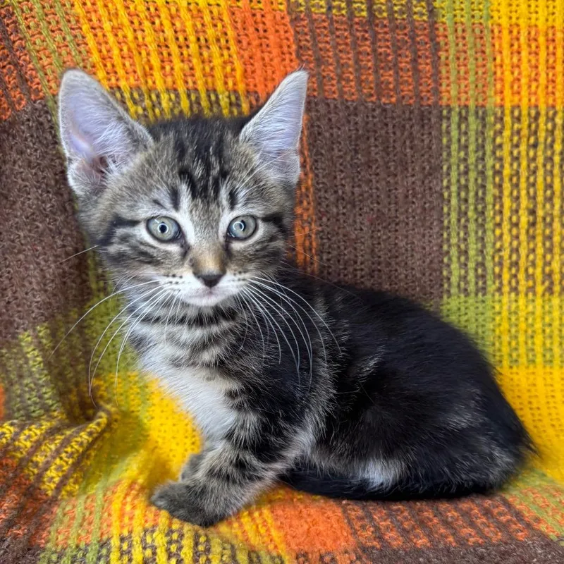 Chalupa