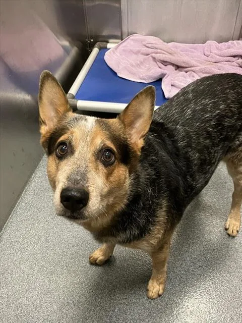 An adult large-sized male Australian Cattle Dog / Blue Heeler dog named Cobi for adoption in Dallas, TX