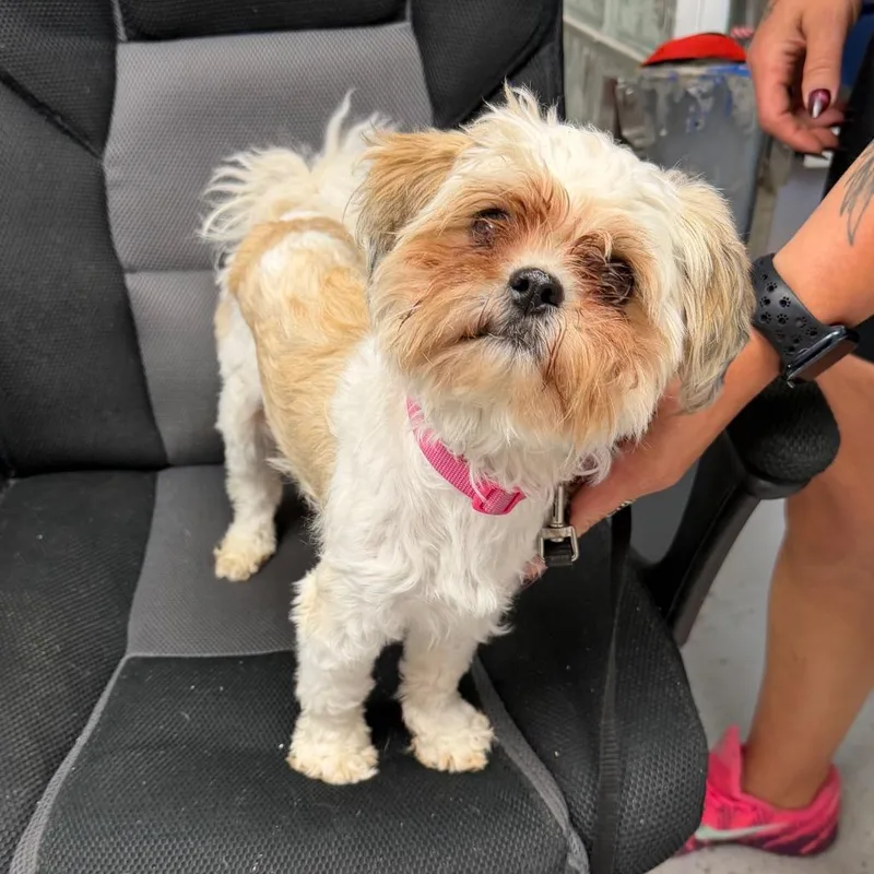 An adult small-sized female White / Cream Shih Tzu dog named Diamond for adoption in Uniontown, PA
