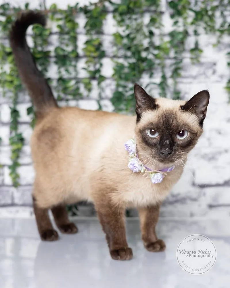 A young medium-sized female Seal Point Siamese cat named Felicity for adoption in Tuscaloosa, AL