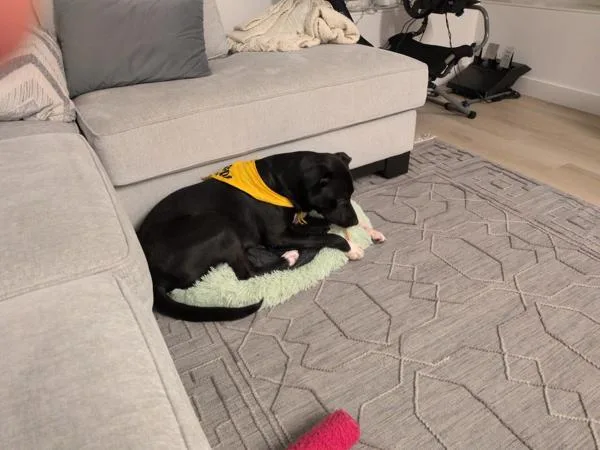 An adult medium-sized male Mixed Breed dog named Crown for adoption in Ridgewood, NY