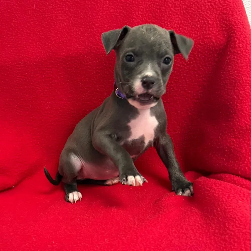 A baby medium-sized female Gray / Blue / Silver Pit Bull Terrier dog named Rocky for adoption in St. Peters, MO