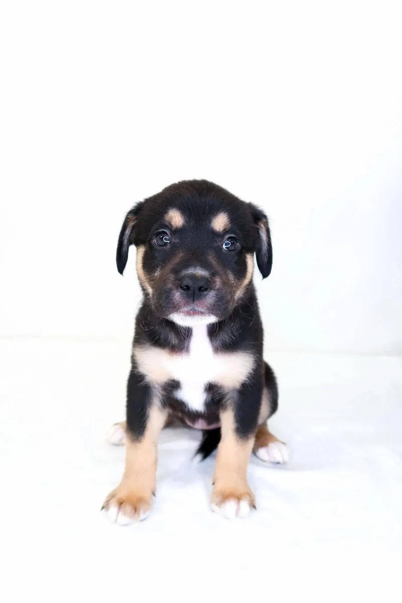 A baby medium-sized female Tricolor (Brown, Black, & White) Shepherd dog named Honey Bunches for adoption in Bixby, OK