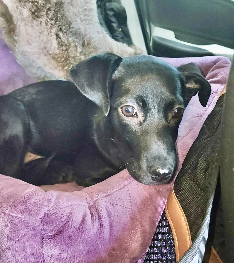 A baby medium-sized female Black Labrador Retriever dog named Rum for adoption in Austin, TX
