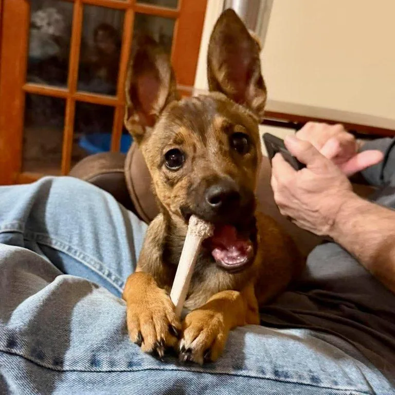 A young small-sized female Feist dog named Cinnamon for adoption in Hillsborough , NC