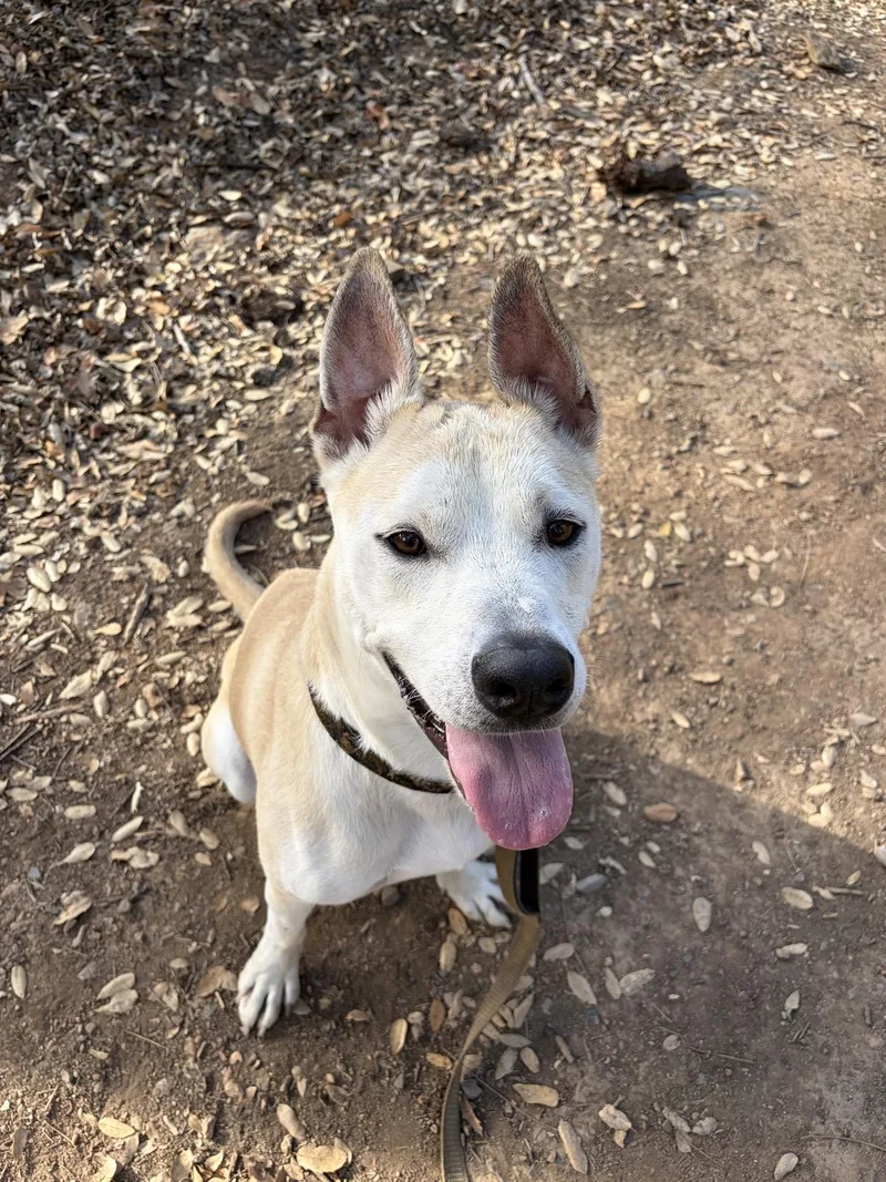 An adult medium-sized male Apricot / Beige American Staffordshire Terrier dog named Biscuit for adoption in Sonora, CA
