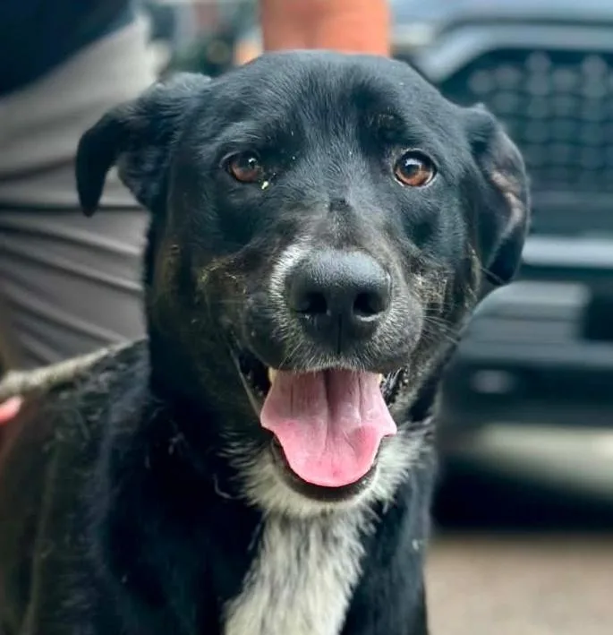 An adult medium-sized male Black Mixed Breed dog named Brooks for adoption in Millfield, OH