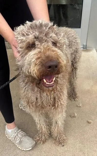 An adult large-sized male Golden Retriever dog named Clyde for adoption in Dalton, GA