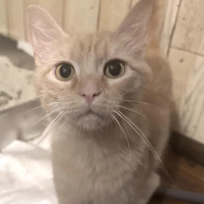 An adult small-sized female Orange / Red Domestic Short Hair cat named Gina for adoption in PITTSBURGH, PA