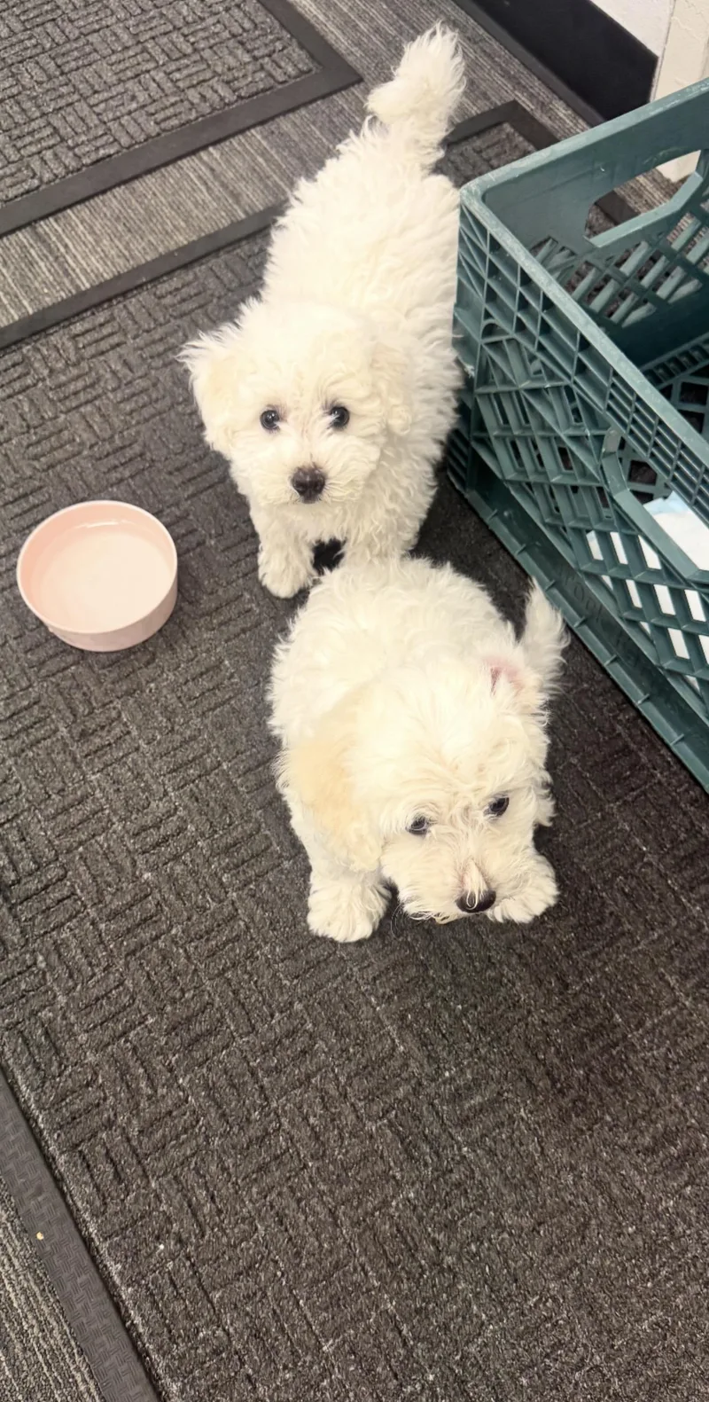 A baby small-sized female Apricot / Beige Bichon Frise dog named Puppies for adoption in Citrus Heights, CA