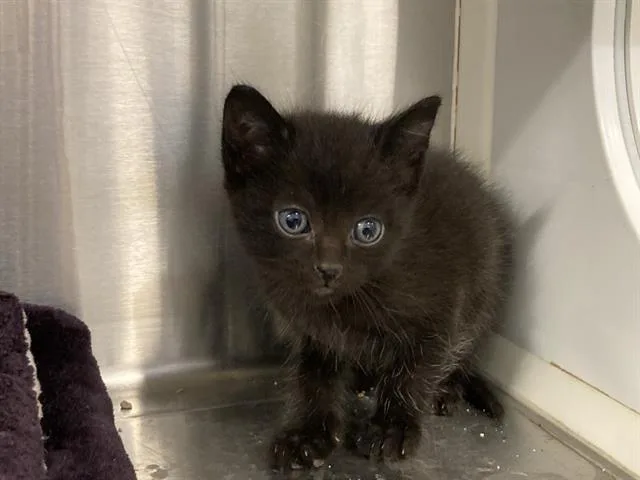 A baby small-sized female Domestic Short Hair cat named Magik for adoption in Tustin, CA