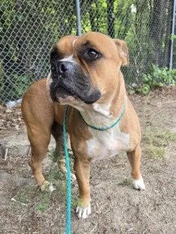 An adult large-sized female Pit Bull Terrier dog named Da Ruth Bader for adoption in Glen Allen, VA