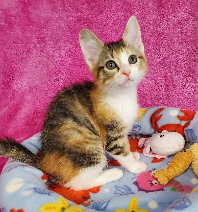 A baby medium-sized female Domestic Medium Hair cat named Selene for adoption in Greenville, IL