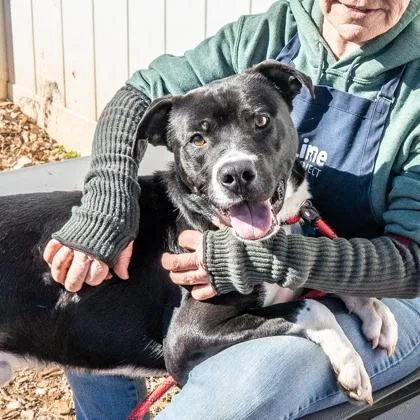 An adult large-sized male Mixed Breed dog named Oreo for adoption in Chamblee, GA