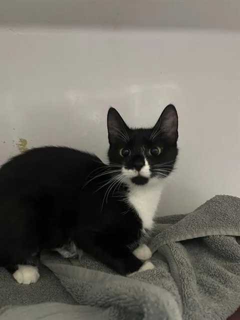 A young medium-sized female Domestic Short Hair cat named Application for adoption in Boston, MA