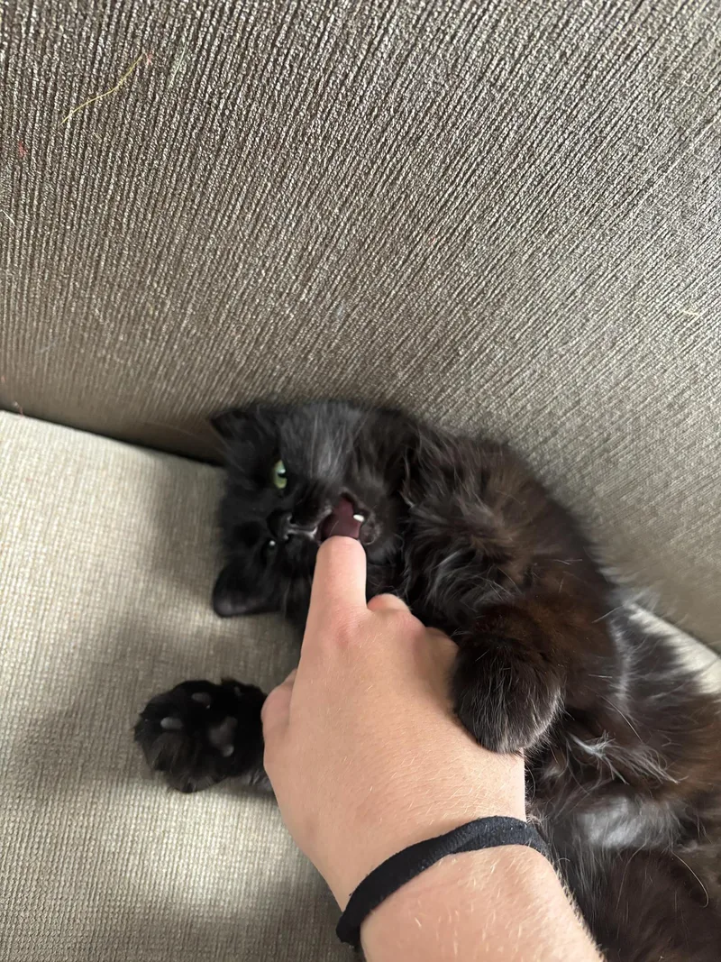 Whisper Wheeler thumbnail 2