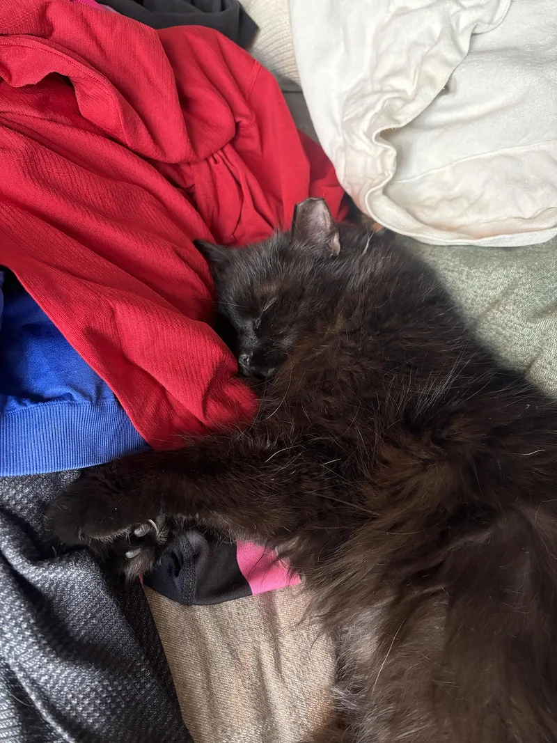 Whisper Wheeler thumbnail 5