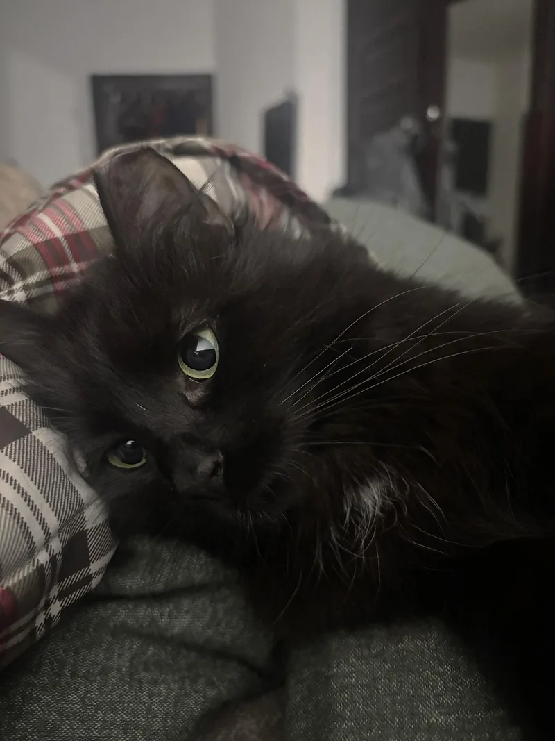 Whisper Wheeler thumbnail 6