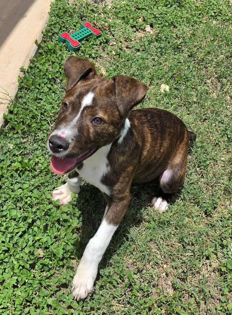 A young medium-sized male Brindle Terrier dog named Cash for adoption in Universal City, TX