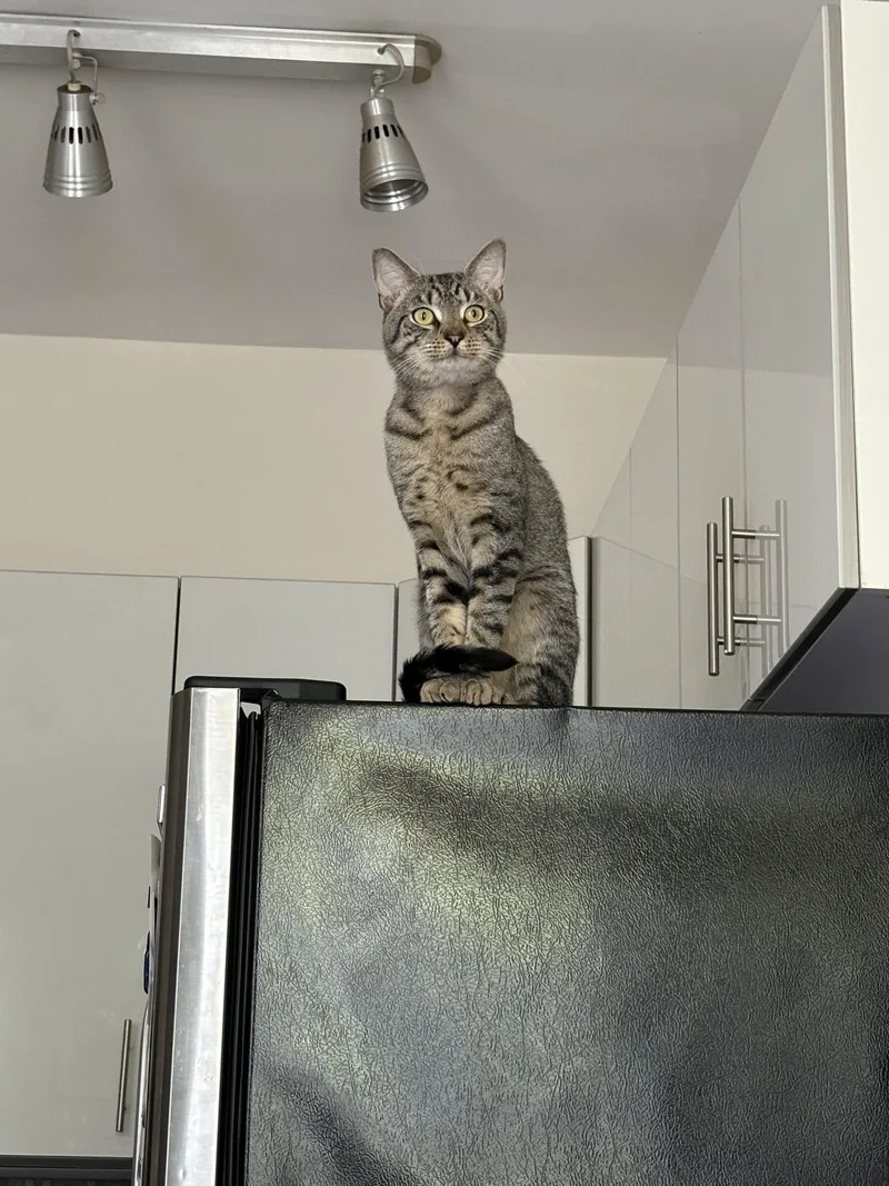 An adult medium-sized male Domestic Short Hair cat named Jiffy for adoption in Brooklyn, NY