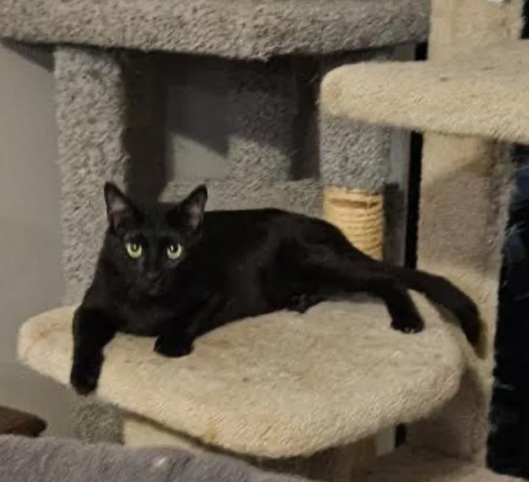 An adult medium-sized male Black Domestic Short Hair cat named Rubin for adoption in Cincinnati, OH
