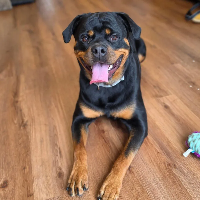 A young large-sized male Black Rottweiler dog named Tank for adoption in Easton, PA