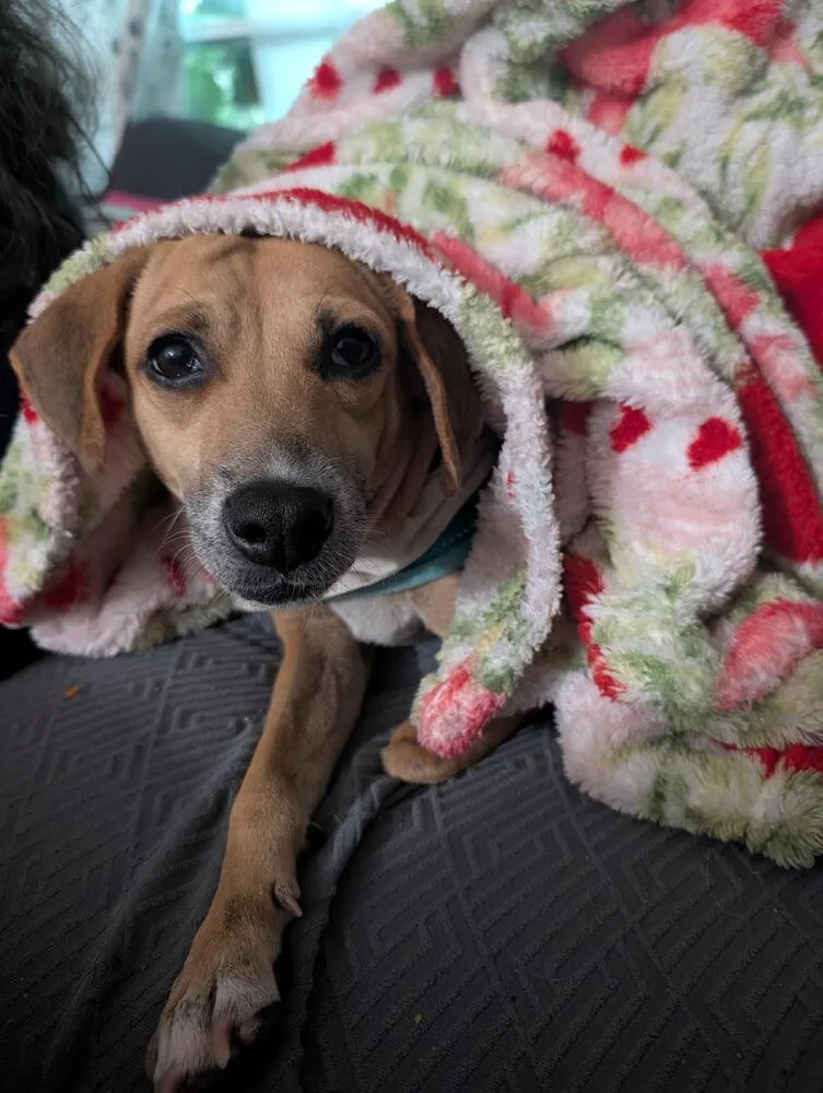 An adult medium-sized female White / Cream Labrador Retriever dog named Lilly for adoption in St. Petersburg, FL