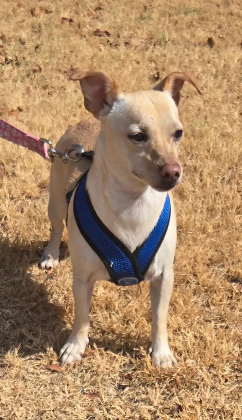 An adult small-sized male Chihuahua dog named Boi for adoption in Milwaukee, WI