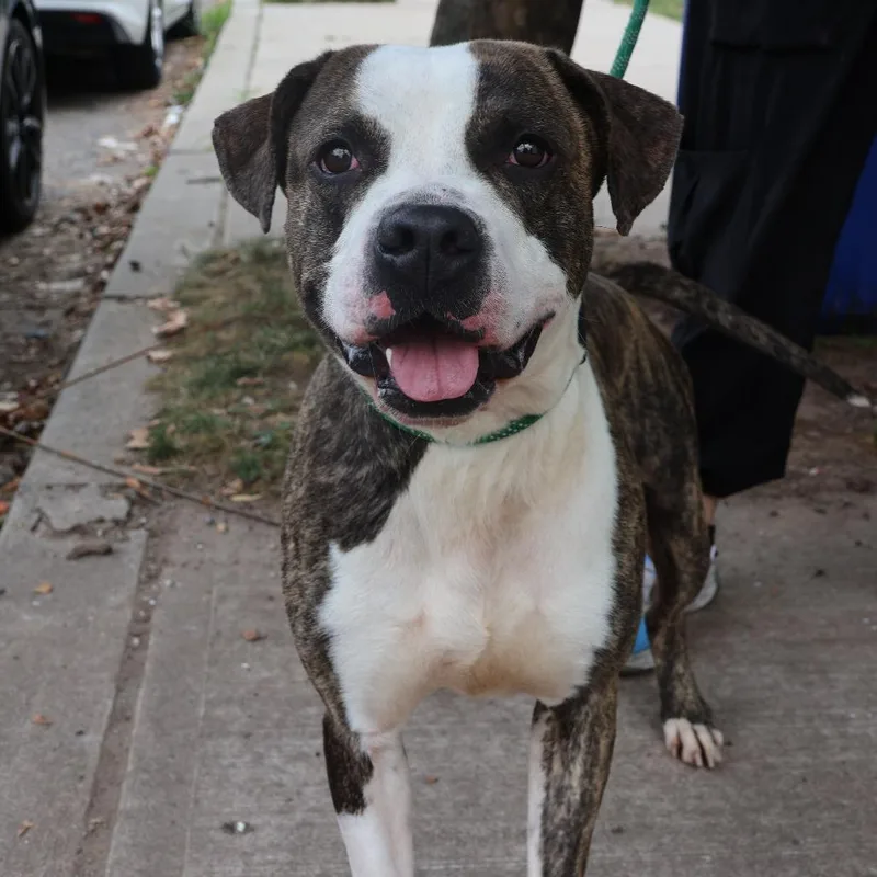 An adult large-sized male Brindle Pit Bull Terrier dog named Waffle for adoption in Newark, NJ