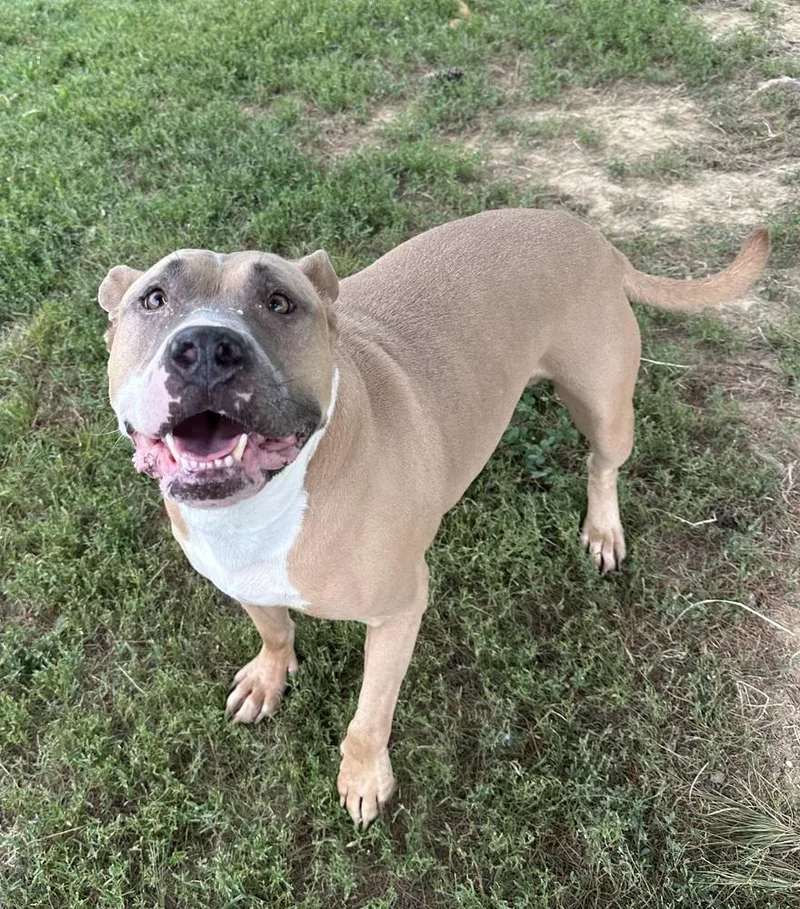 An adult large-sized male Pit Bull Terrier dog named Tazz for adoption in Evansville, IN
