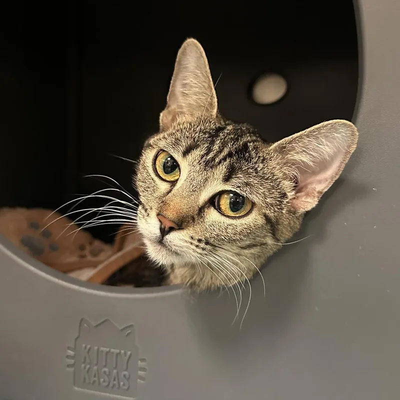 A young medium-sized female Brown / Chocolate Domestic Short Hair cat named Siren for adoption in Titusville, FL