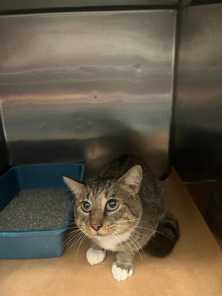 A young medium-sized male Domestic Short Hair cat named Twinkie for adoption in Cartersville , GA