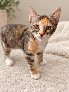 A baby medium-sized female Domestic Short Hair cat named Gelato for adoption in Nashville, TN