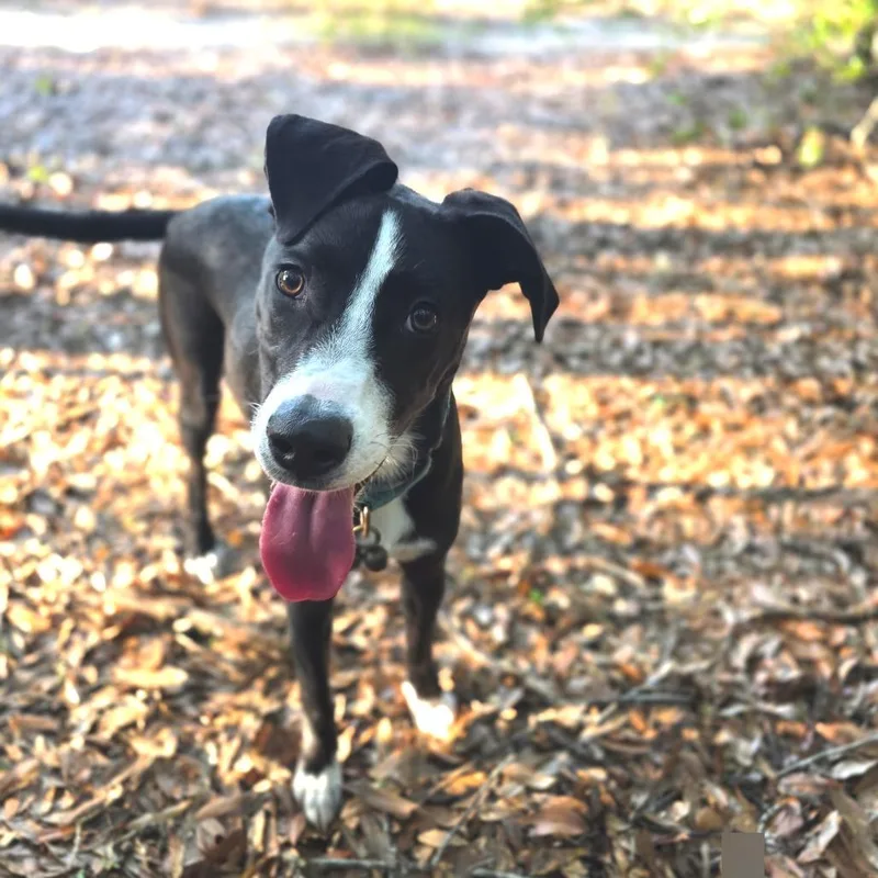 A young medium-sized female Black Mixed Breed dog named Dorothy Joy Prev Dottie for adoption in Williston, FL