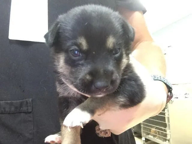 A baby small-sized female German Shepherd Dog dog named Yankee for adoption in Riverside, CA