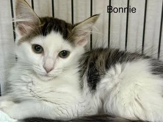 A young small-sized female Domestic Medium Hair cat named Bonnie  Med Hair for adoption in Jackson, GA