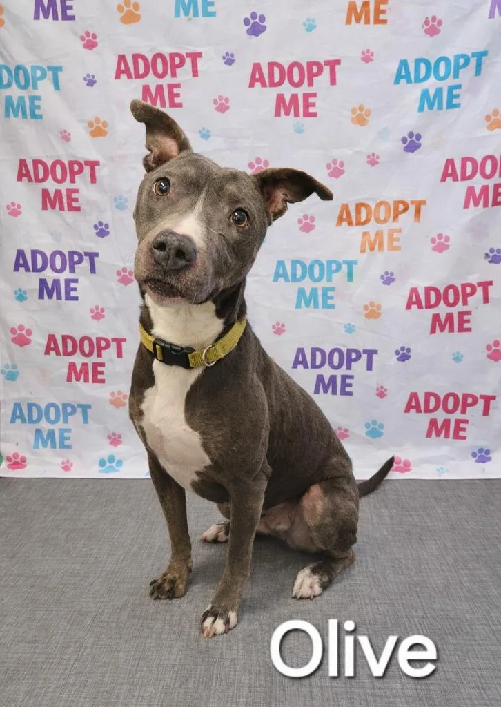 Olive Yrly thumbnail 2