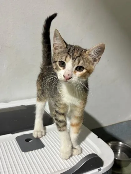 A baby small-sized female Domestic Short Hair cat named Left Eye for adoption in New Orleans, LA