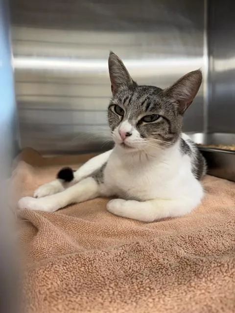A young medium-sized female Domestic Short Hair cat named Michi for adoption in Fremont, CA