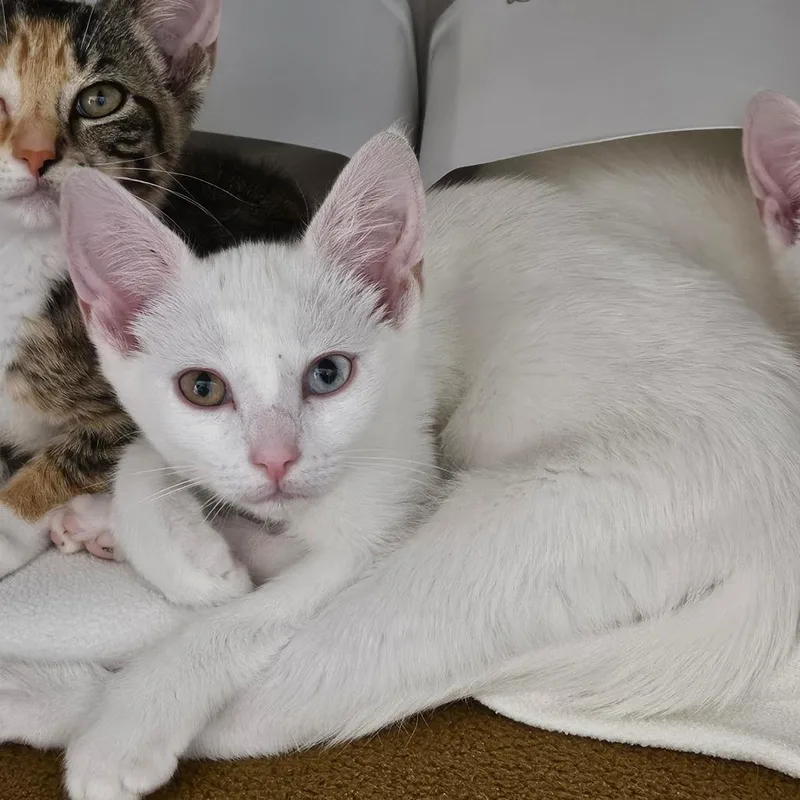 A baby small-sized female White Domestic Short Hair cat named Spectra for adoption in Oneonta, NY