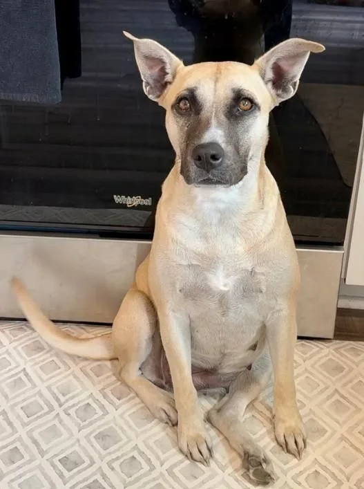 An adult medium-sized female Pit Bull Terrier dog named Banana for adoption in Eagle, ID