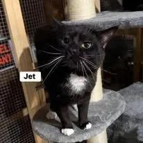 Jet