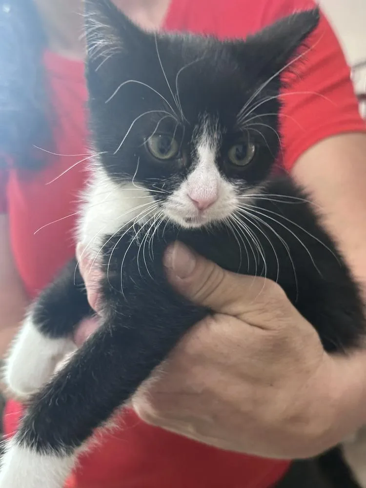 A baby small-sized female Black & White / Tuxedo Domestic Short Hair cat named Fig Freeport for adoption in Westbury, NY