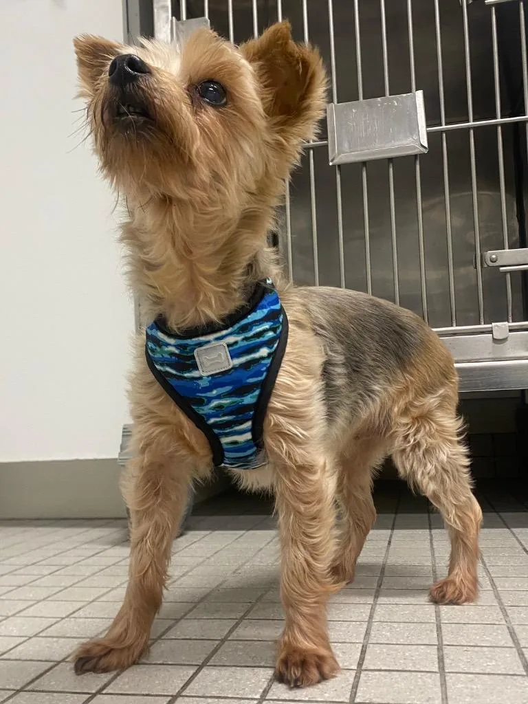 A senior small-sized female Yorkshire Terrier dog named Figgy for adoption in Fall River, MA