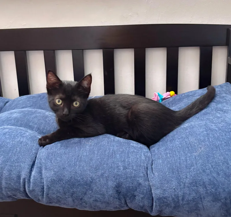 A young medium-sized female Black Domestic Short Hair cat named Kaida for adoption in Naples, FL