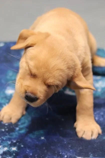 A baby small-sized male Mixed Breed dog named Arthur for adoption in Walla Walla, WA